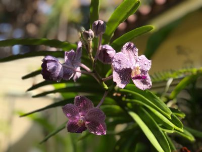 flowers macro